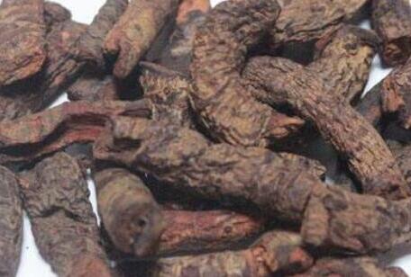 血三七的功效与作用及禁忌