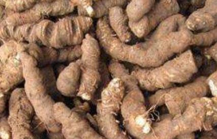 甘遂的功效与作用及禁忌