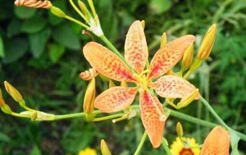 射干的功效与作用，射干副作用与禁忌症