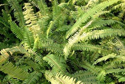 骨碎补的功效与作用及禁忌