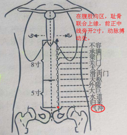 气冲穴怎么找？气冲的准确位置图和作用