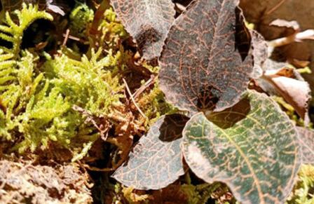 金线莲不适合哪些人吃，金线莲的副作用