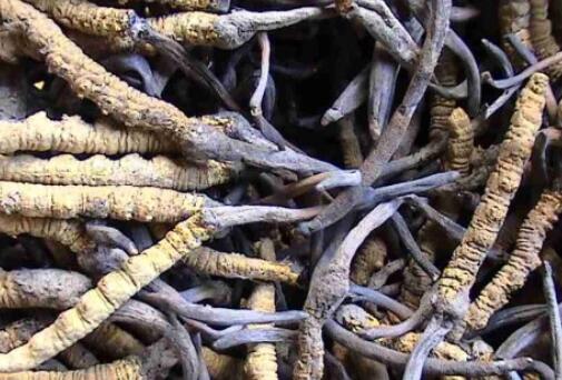 2020年冬虫夏草的价格,虫草多少钱一斤