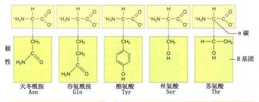 人体必需氨基酸有几种，人体必需氨基酸口诀