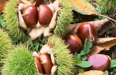 女人多吃栗子的好处，女人为什么不能多吃栗子