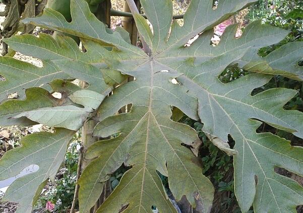 吃木瓜有什么好处,木瓜的主要价值介绍