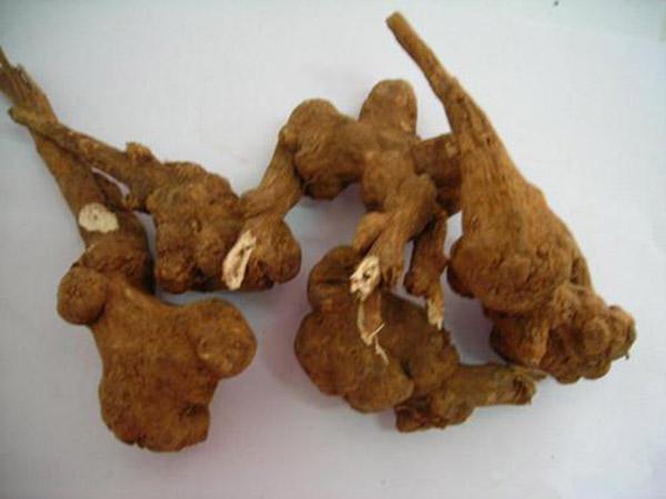 白术的作用与功效以及食用禁忌