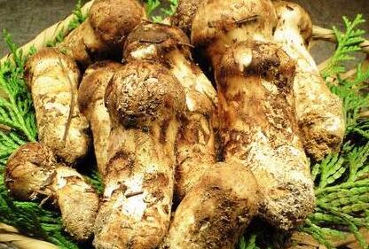 新鲜松茸怎么保存，鲜松茸如何冷冻保存