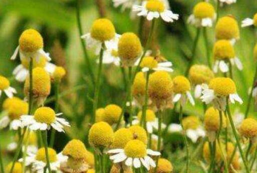 洋甘菊的功效与作用，洋甘菊的副作用