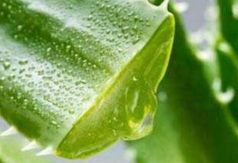 新鲜芦荟擦脸坚持一个月，新鲜芦荟擦脸的功效