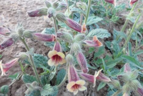 熟地黄的功效与作用及禁忌