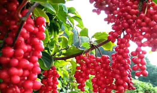 五味子的副作用与禁忌