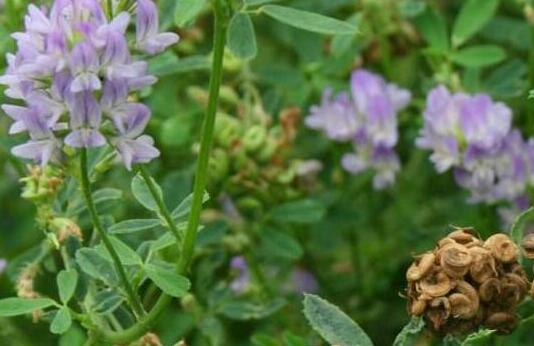 紫花苜蓿草是什么，紫花苜蓿草的功效与作用