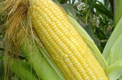 吃玉米能减肥吗,减肥三餐吃玉米瘦30斤 吃玉米能减肥吗,减肥三餐吃玉米瘦30斤