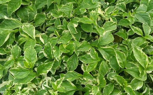 番泻叶的功效与作用及禁忌