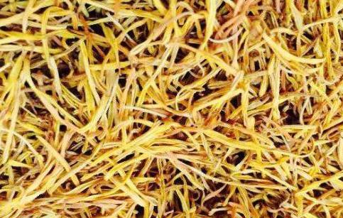 莲须的功效与作用及食用方法