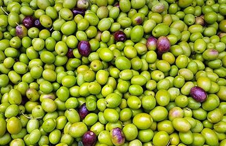 橄榄甜的能吃吗，我买的橄榄很甜是真的吗