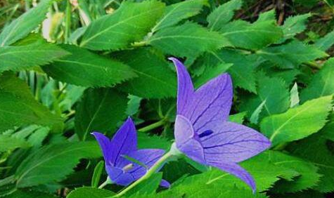 桔梗的功效与作用及禁忌