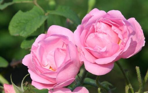 玫瑰精油每天擦脸可以吗，玫瑰精油的副作用很大吗