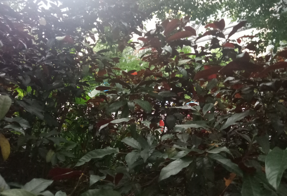 溪黄草的功效与作用及食用方法，溪黄草的禁忌