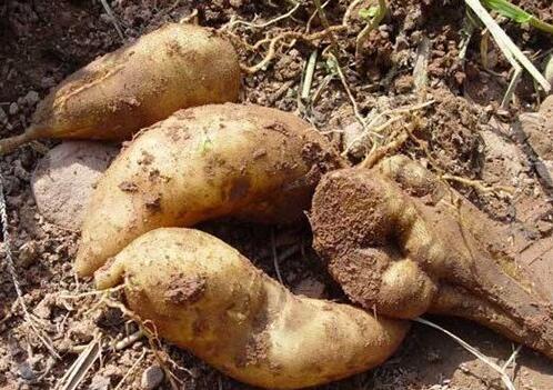 雪莲果是凉性还是热性，雪莲果糖尿病人能吃吗