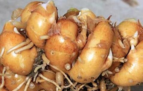 沙姜的功效与作用及禁忌