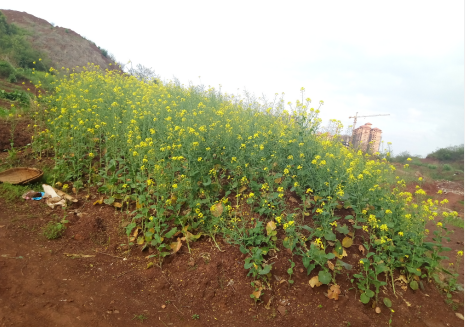 薏苡仁的功效与作用及食用方法
