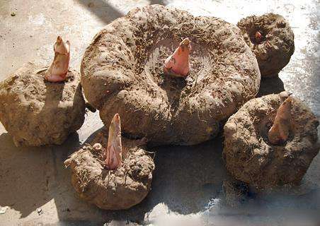 魔芋的功效与作用，吃魔芋的禁忌与营养价值