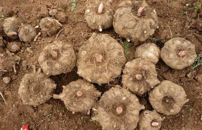 魔芋的功效与作用，吃魔芋的禁忌与营养价值