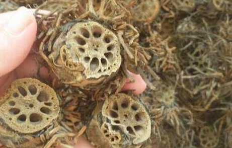 藕节煮水的功效与禁忌，藕节煮水正确的做法