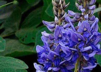 葛花的作用与功效，葛花的禁忌