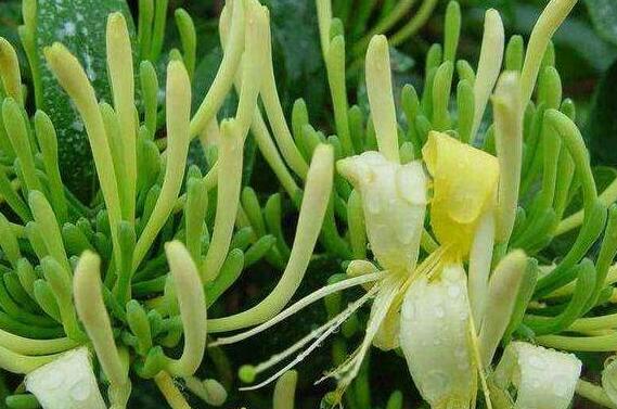 金银花泡水喝的功效与禁忌，金银花的正确饮用方法