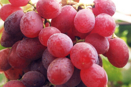 红提一次性吃多少合适，红提子吃多了会怎么样