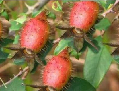 金樱子的功效与作用及食用方法