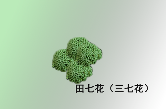 田七花的功效与作用及食用方法