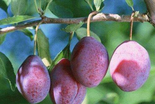 西梅不能与什么一起吃，西梅和什么食物相克