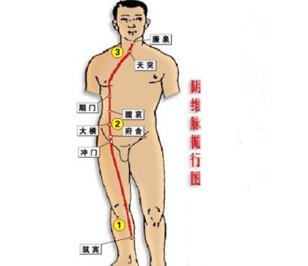 阴维脉循行路线，阴维脉的准确位置图及作用