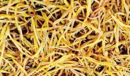 中药莲须的功效与作用及禁忌