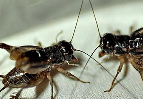 中药蟋蟀的别名，中药蟋蟀的作用是什么