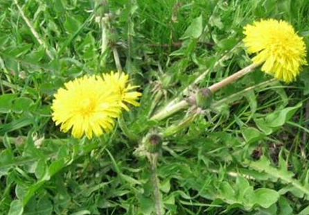 婆婆丁是蒲公英吗，婆婆丁和蒲公英的区别