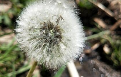 蒲公英花能吃吗，蒲公英炒好还是不炒好