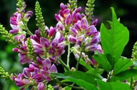 鸡血藤的功效与作用及禁忌