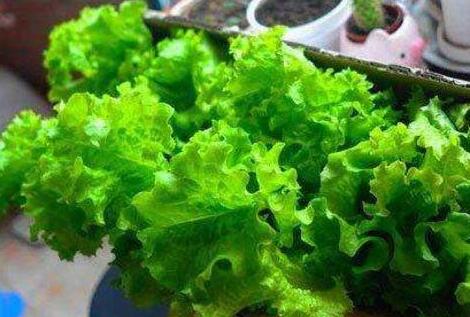 女人吃生菜有什么好处，女人吃生菜的功效与作用