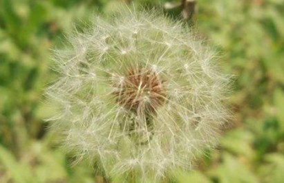 药用蒲公英的功效与禁忌，药用蒲公英的用量