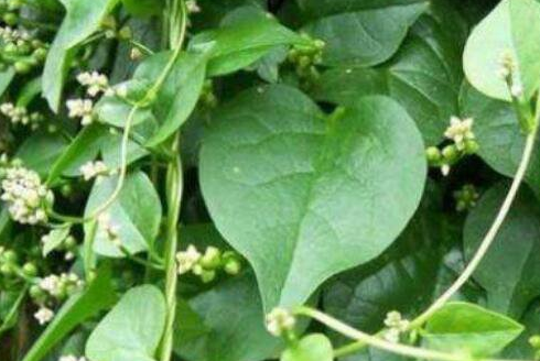 藤三七的功效与作用及食用方法