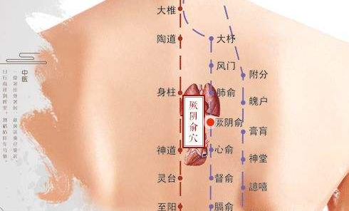 厥阴俞穴的作用，厥阴俞的准确位置图