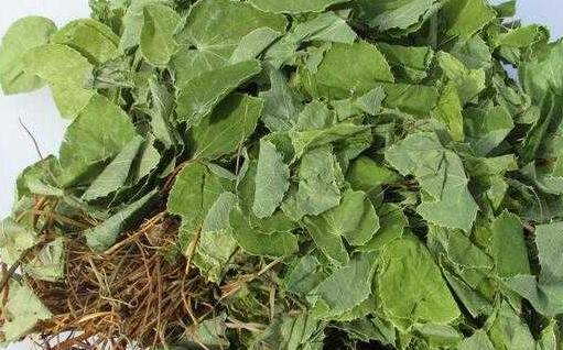 淫羊藿的功效与作用及禁忌