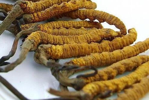 冬虫夏草怎么吃，虫草一天吃几根为合适