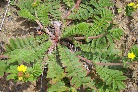 翻白草治糖尿病是谎言吗，翻白草治好了我的糖尿病