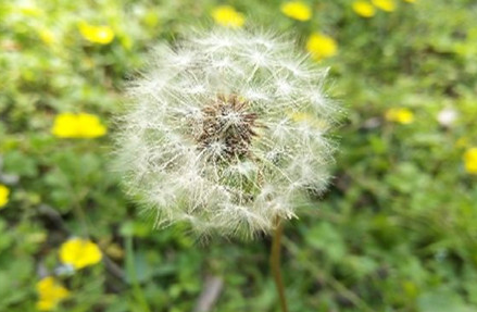 药用蒲公英的功效与禁忌，药用蒲公英的用量